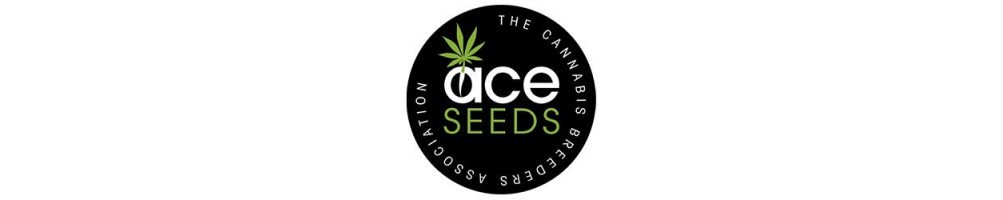 Graines ACE Seeds régulières pour culture du cannabis