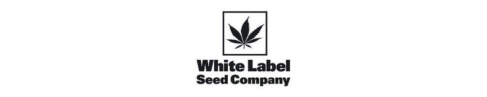 Graines White Label Seeds féminisées pour culture du cannabis