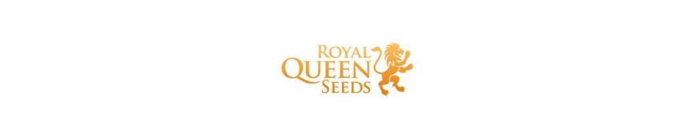 Graines de Royal Queen Seeds féminisées pour culture du cannabis