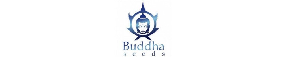 Buddha Seeds variedades Auto regulares