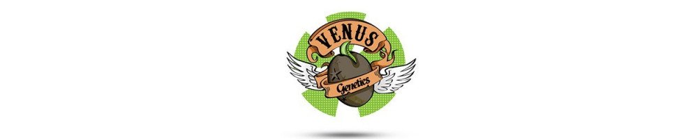 Graines Venus Genetics autoflorissantes