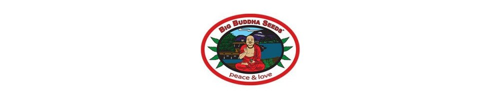 Big Buddha Seeds variedades feminizadas